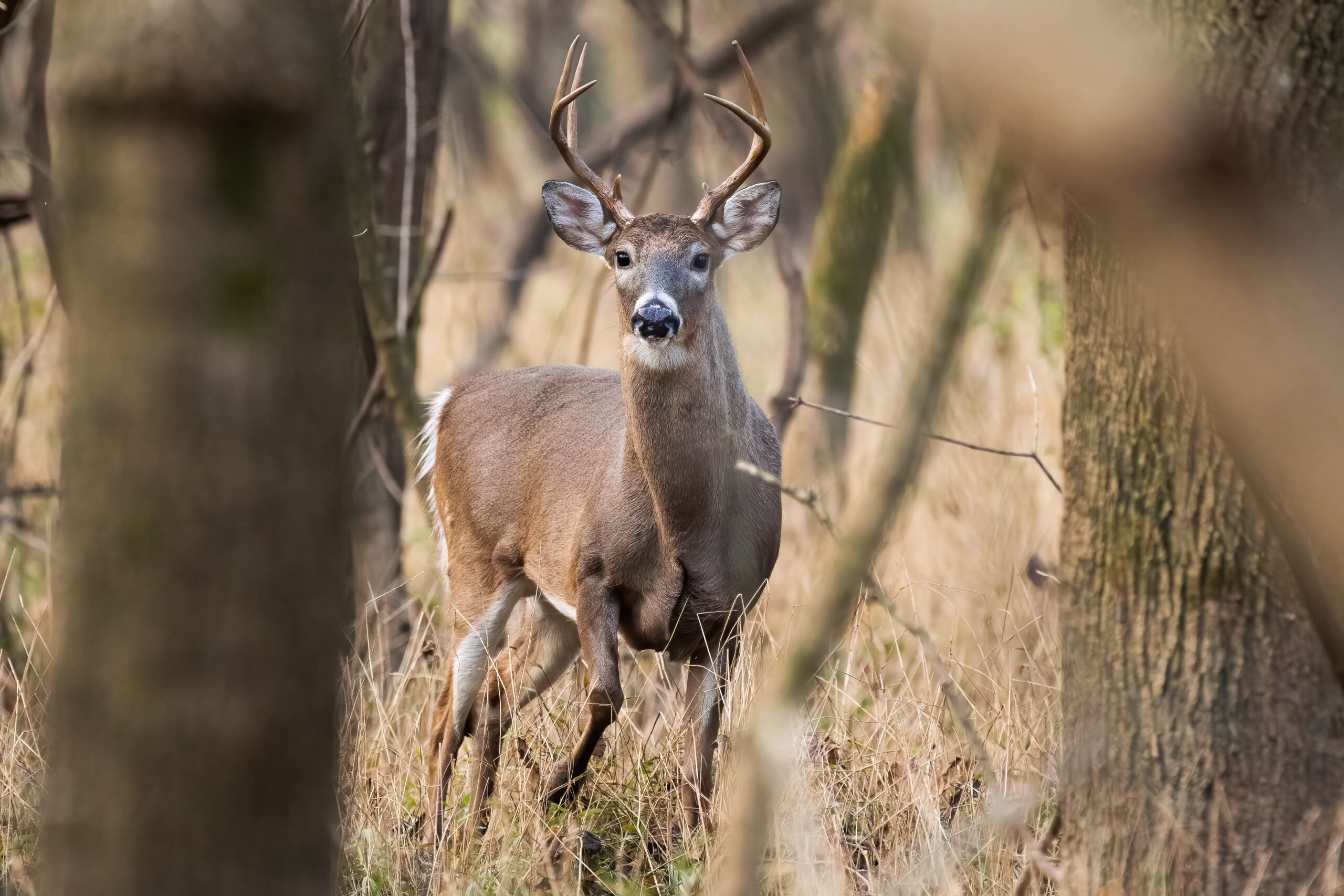DNREC TO OFFER FULL-DAY DEER HUNTING COURSE IN DECEMBER