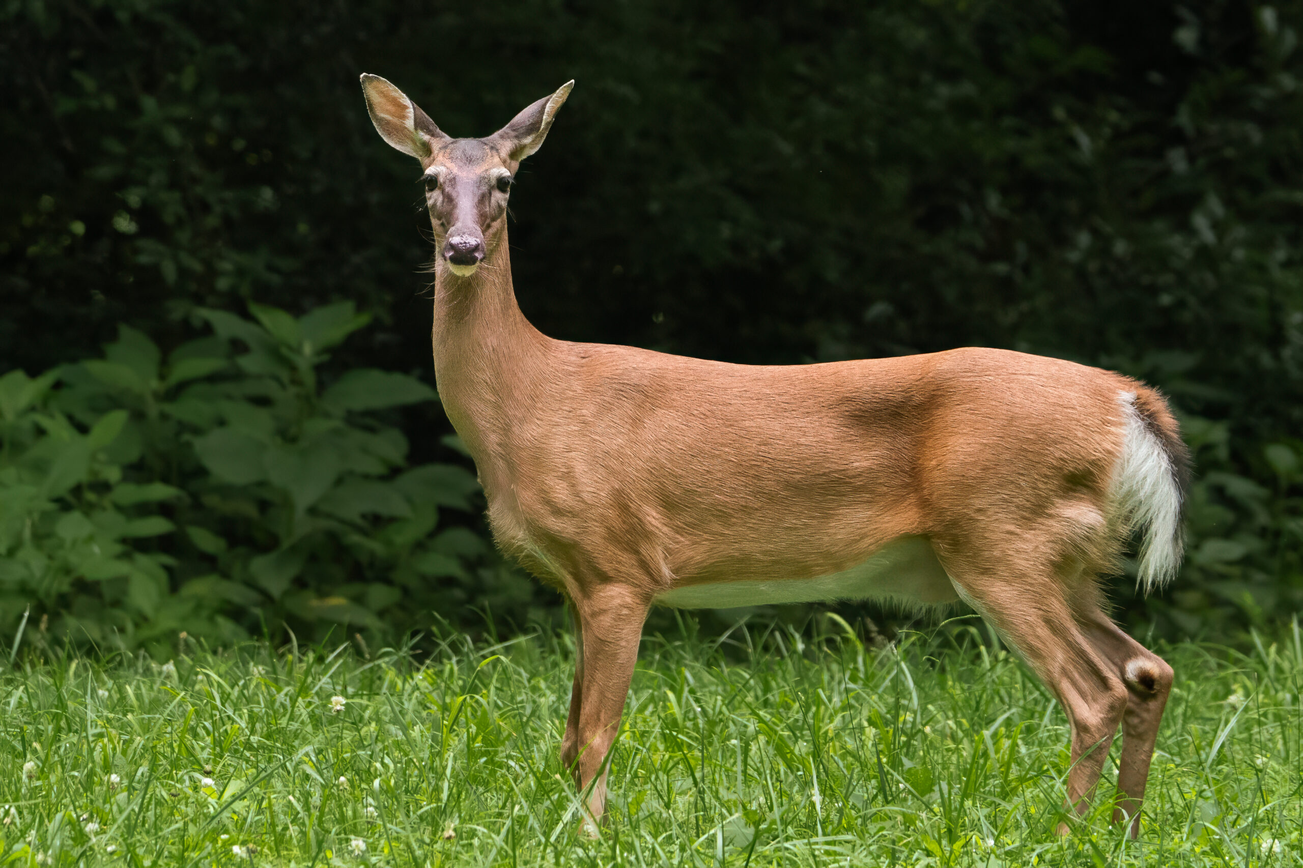 Delaware Forest Service Issues Sunday Hunting Reminder for State Forests
