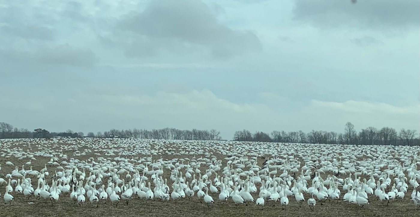 DNREC Alerts Waterfowl Hunters to Avian Flu Risks