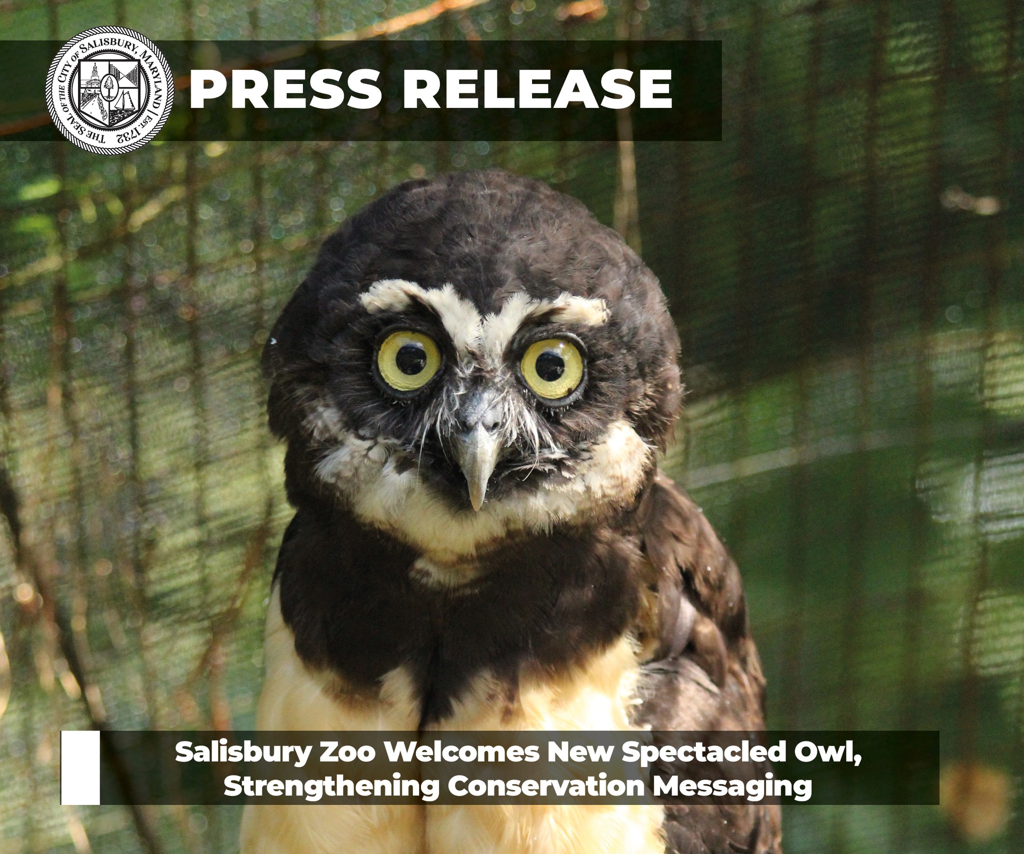 SALISBURY ZOO ANNOUNCES ADDITION OF NEW MALE SPECTACLED OWL TO EXHIBIT
