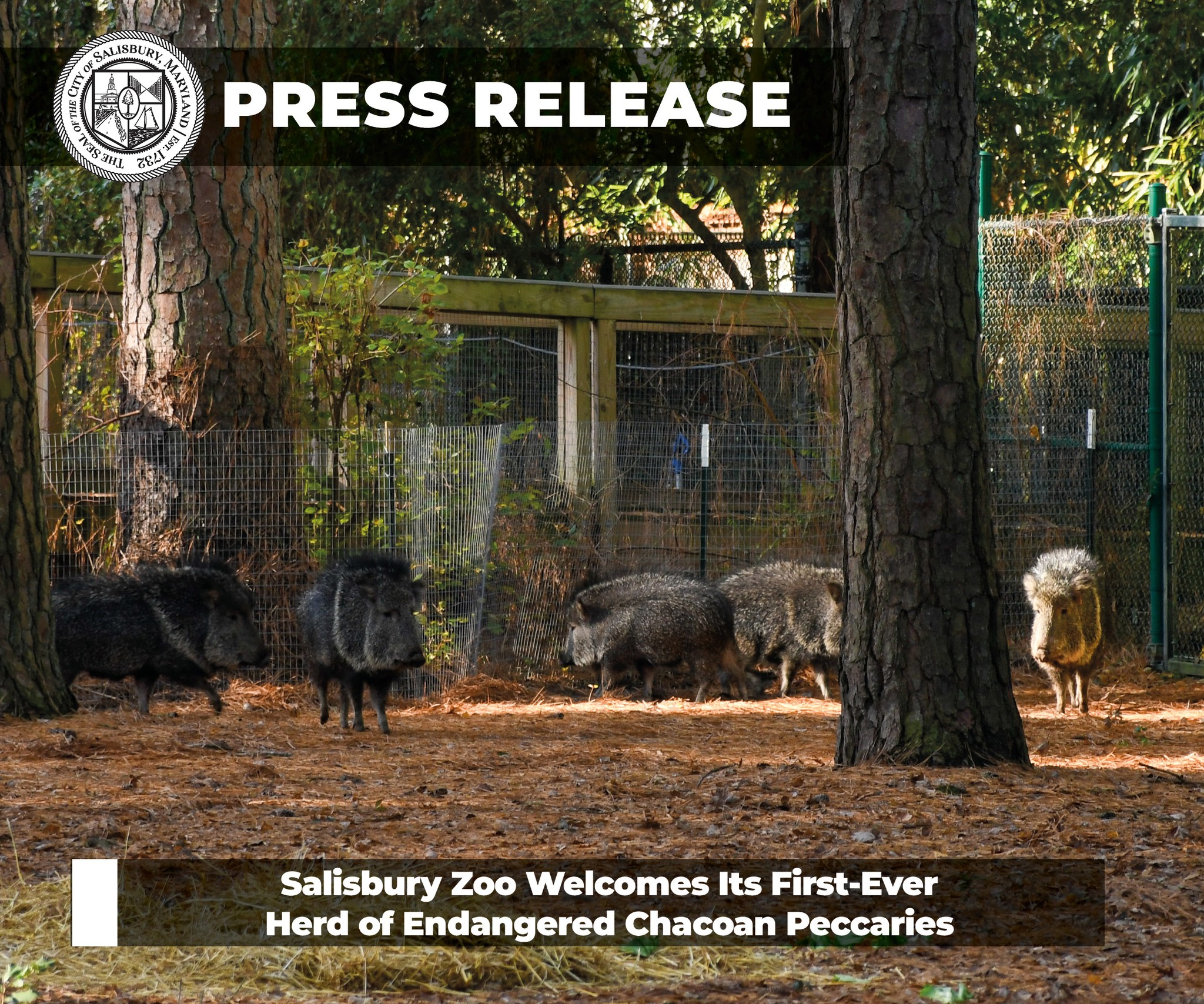 SALISBURY ZOO INTRODUCES FIRST HERD OF ENDANGERED CHACOAN PECCARIES