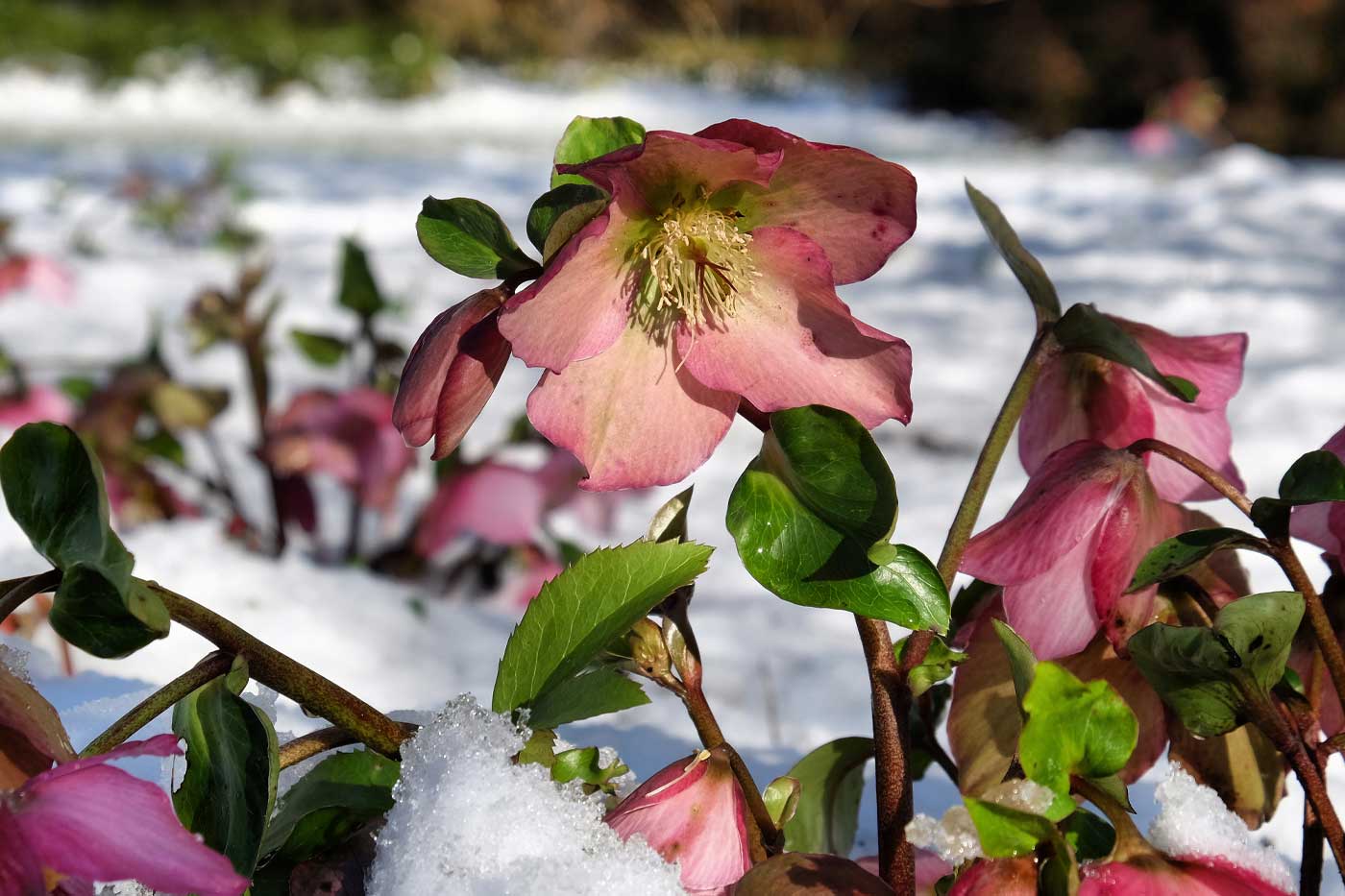 Winter Snow Benefits Delaware Gardens as Natural Fertilizer and Plant Protection