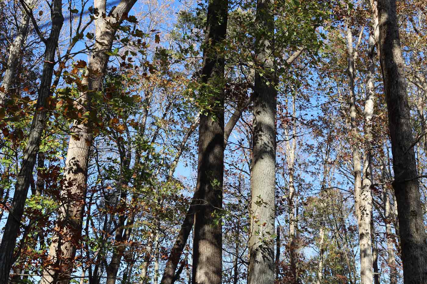 Virginia Forestry Industry Faces Mounting Pressures as Mills Close, Threatening Sustainability
