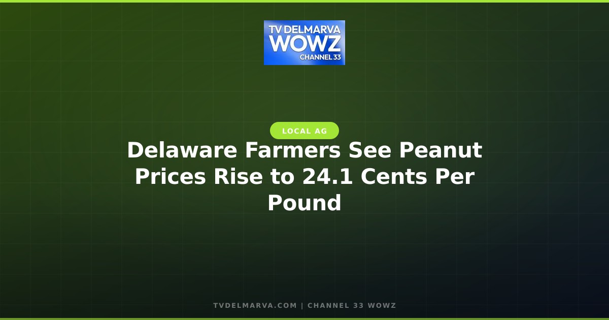 Delaware Farmers See Peanut Prices Rise to 24.1 Cents Per Pound