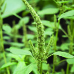 Maryland Lawmakers Push for Faster Action Against Destructive Farm Weed
