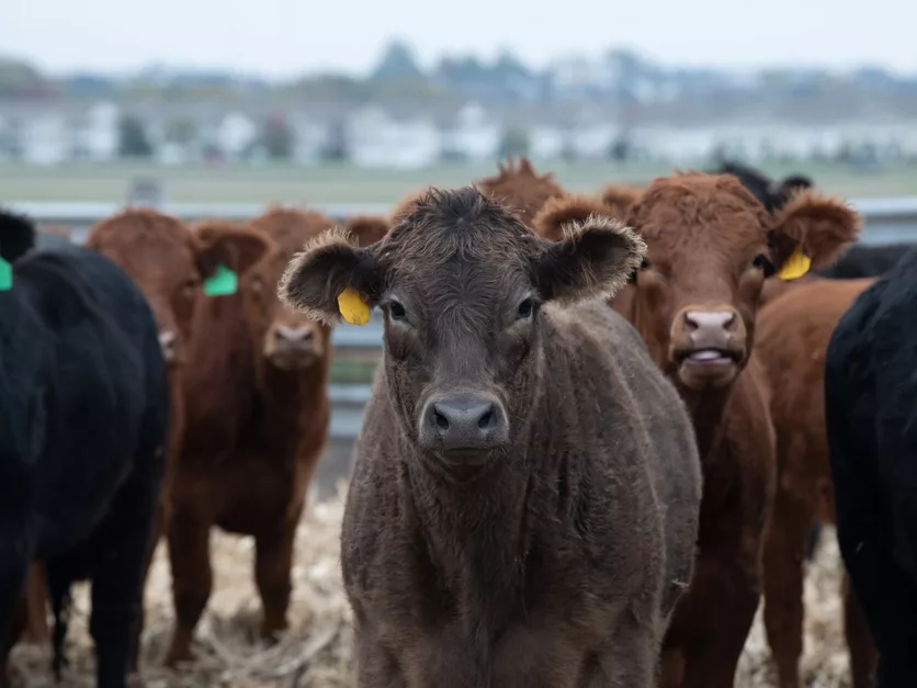Federal Agriculture Agency Distributes $1.89 Billion to Help Livestock Farmers