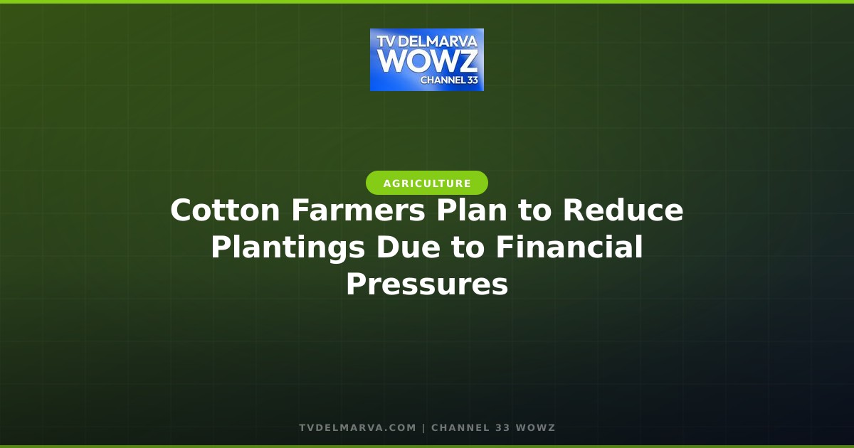Cotton Farmers Plan to Reduce Plantings Due to Financial Pressures