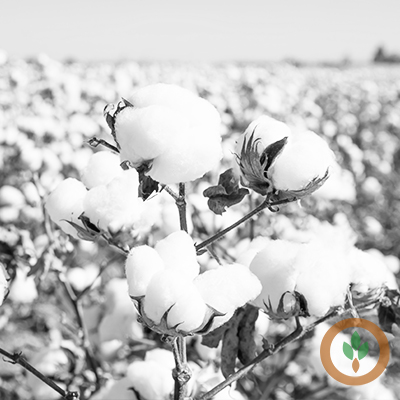Cotton Planting Decline May Drive Up Prices, Says Agriculture Expert