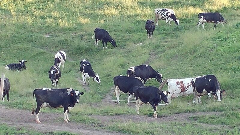Wisconsin Dairy Farmers Slow to Enroll in Federal Coverage Program