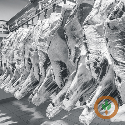 Cattle Industry Transforms as Livestock Sent to Market at Higher Weights