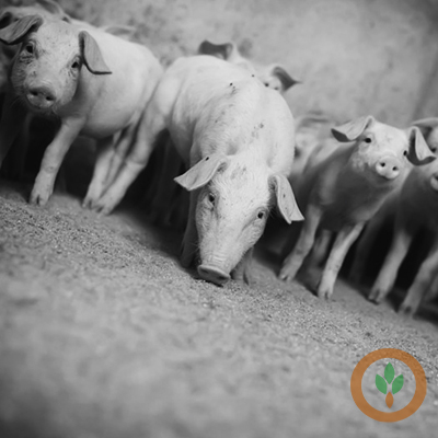 New Plan Targets Disease Prevention in America’s Pig Farms