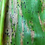 Delaware Farmers Advised to Watch for Tar Spot Disease in Corn Crops