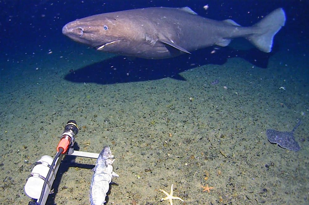 First-Ever Shark Filmed Swimming in Antarctica’s Icy Deep Waters