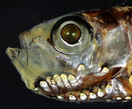 Scientists Discover Fish with Revolutionary Eye Cells That Rewrite Biology Textbooks