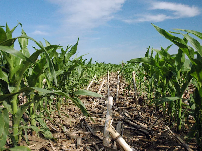 Ethanol Industry Seeks New Markets as Corn Farmers Face Uncertain Future