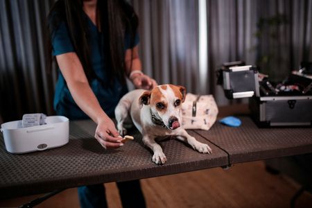 Cencora Sells Animal Health Division for $3.5B to Focus on Drug Distribution