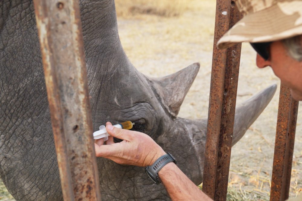 Florida Zoo’s Unlikely Method Saves African Rhino’s Vision