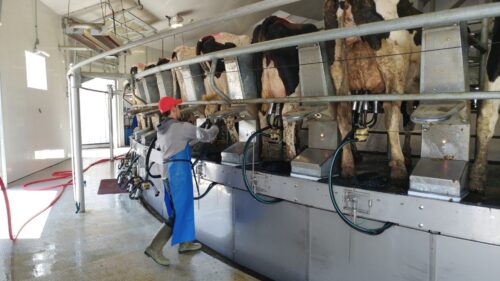 Michigan State Pushes Training Programs as Dairy Farms Face Worker Shortage