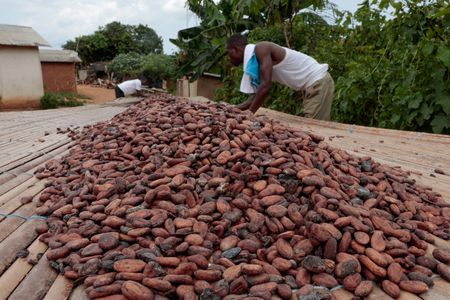 Ivory Coast May Cut Cocoa Prices Following Ghana’s Lead Amid Market Crisis