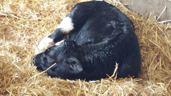 Dairy Farms Increasingly Turn to Heat Treatment for Newborn Calf Feeding