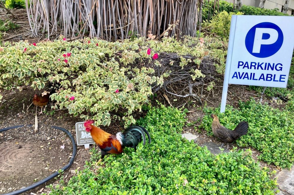 Hawaiian Lawmakers Consider Letting Residents Kill Wild Chickens Amid Growing Problem