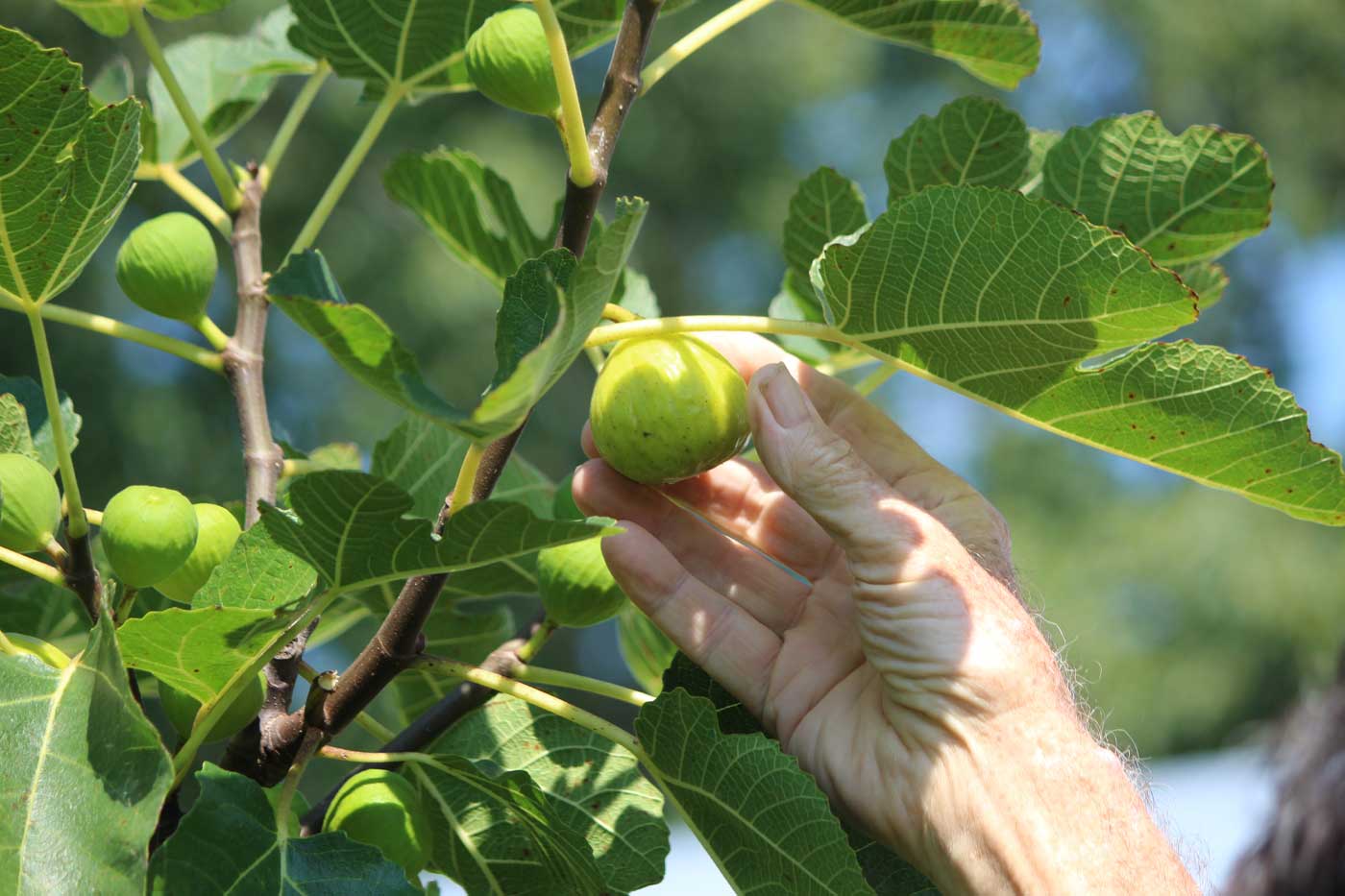 Federal Government Offers $1 Billion Aid Package for Fruit and Vegetable Growers