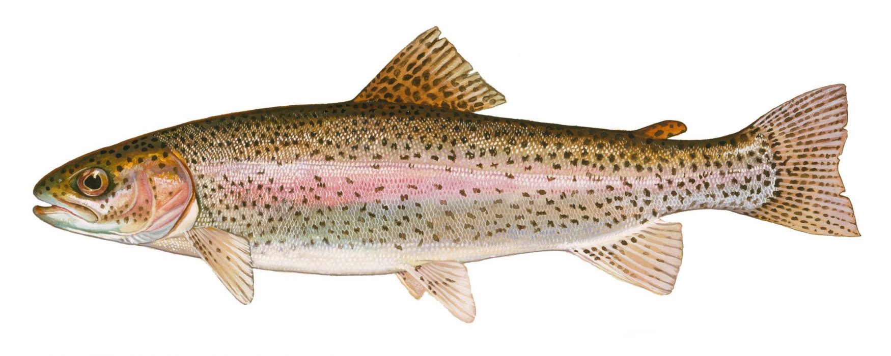 Delaware Youth Get First Shot at Trout Season Before General Opening