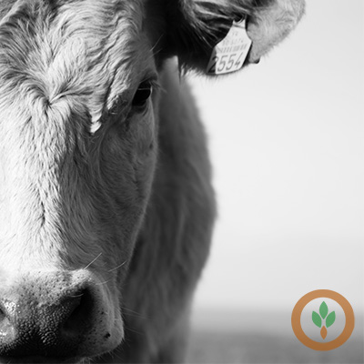 Cattle Trading Remains Slow as Markets Await Friday Activity
