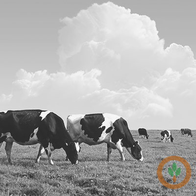 Dairy Commodity Prices Rise on Chicago Exchange Following USDA Report