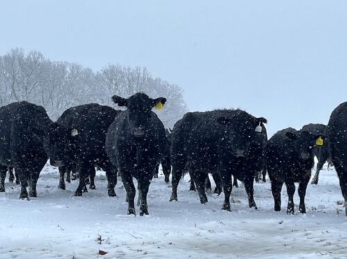 Strong Cattle Prices Drive Local Farmers to Consider Livestock Expansion