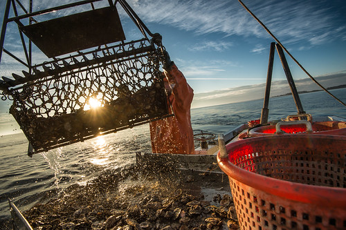 Maryland Adds Two Extra Weeks to Oyster Season After Ice Blocks Watermen