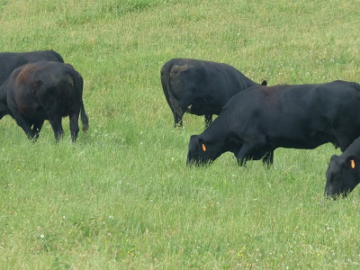 Nebraska Cattle Ranchers Split on Proposed Brand Law Changes
