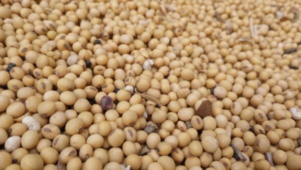 Ohio Soybean Leaders See Biofuel Expansion Boosting Crop Demand in 2026