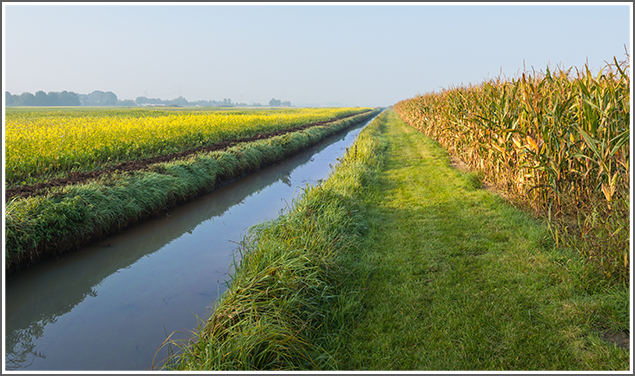Minnesota Corn Farmers Gear Up for Legislative Battle Over Drainage Rights