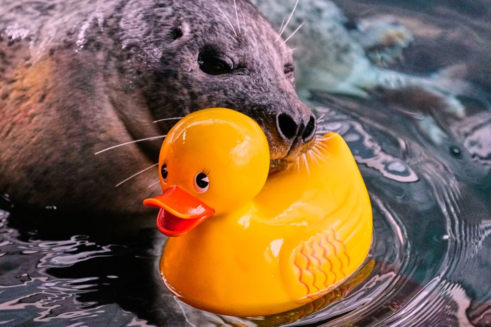 Boston Seal’s Rubber Duck Training Goes Viral, Delights Visitors