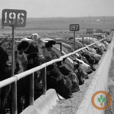 Cattle Supply Tightens as Feedlot Numbers Drop Across US