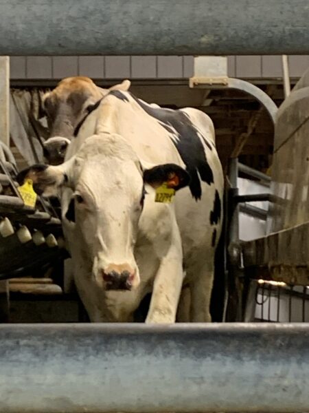 Michigan Dairy Cattle Confirmed with Bovine Tuberculosis Outbreak