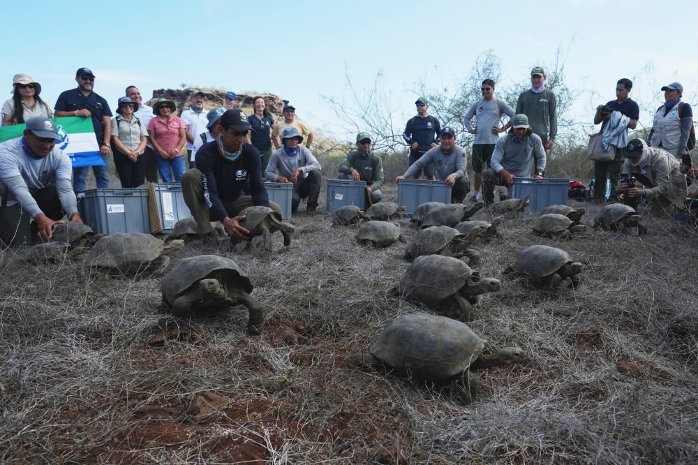 Giant Tortoises Return to Galápagos Island After 150-Year Absence
