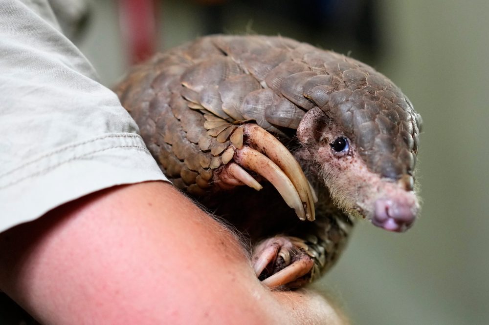 Pangolins Face Extinction as World’s Most Trafficked Mammals