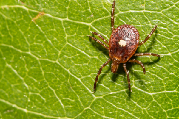 Lone Star Tick Bites Linked to Rising Red Meat Allergy Cases