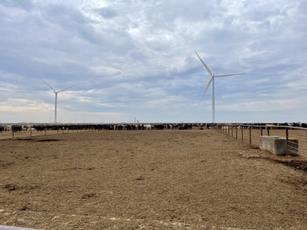 Beef Processing Drops Dramatically as January Cattle Numbers Hit 4-Year Low