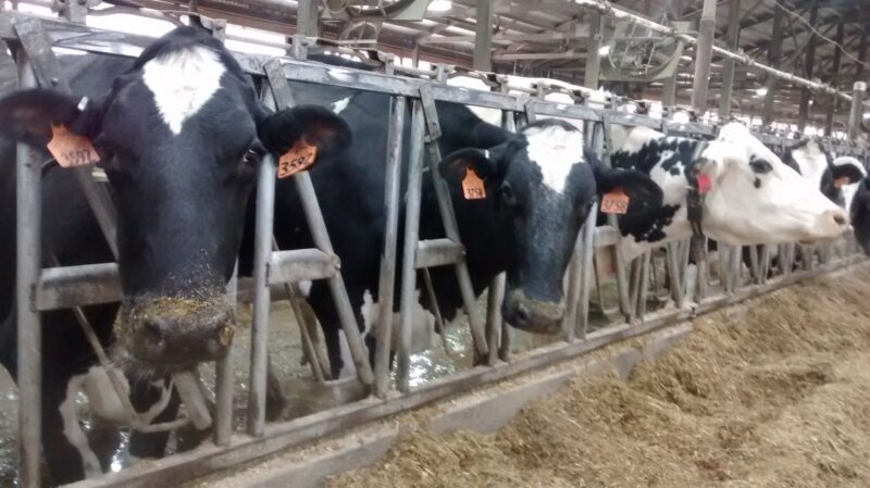 Wisconsin Dairy Producer: Beef Crossbreeding Hurts Milk Industry Bottom Line