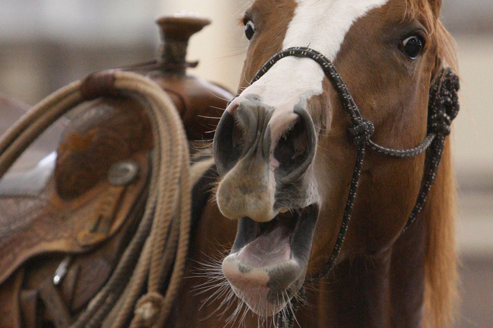 Scientists Solve Mystery Behind Horses’ Unique Whinny Sound