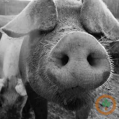 Cattle Trading Starts Slow This Week as Markets Take Wait-and-See Approach