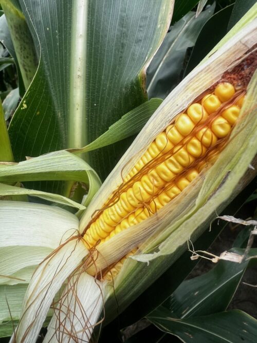 Commodity Classic Co-Founder Reflects on 30-Year Growth of Agricultural Event