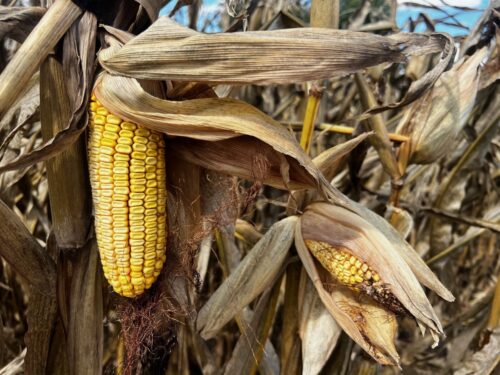 Delaware Farmers May Face Another Difficult Year in 2026, Expert Warns