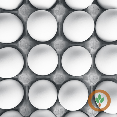 January Egg Production Shows Strong Growth Across US