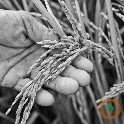 Arkansas Rice Production Could Drop Significantly Due to Low Prices