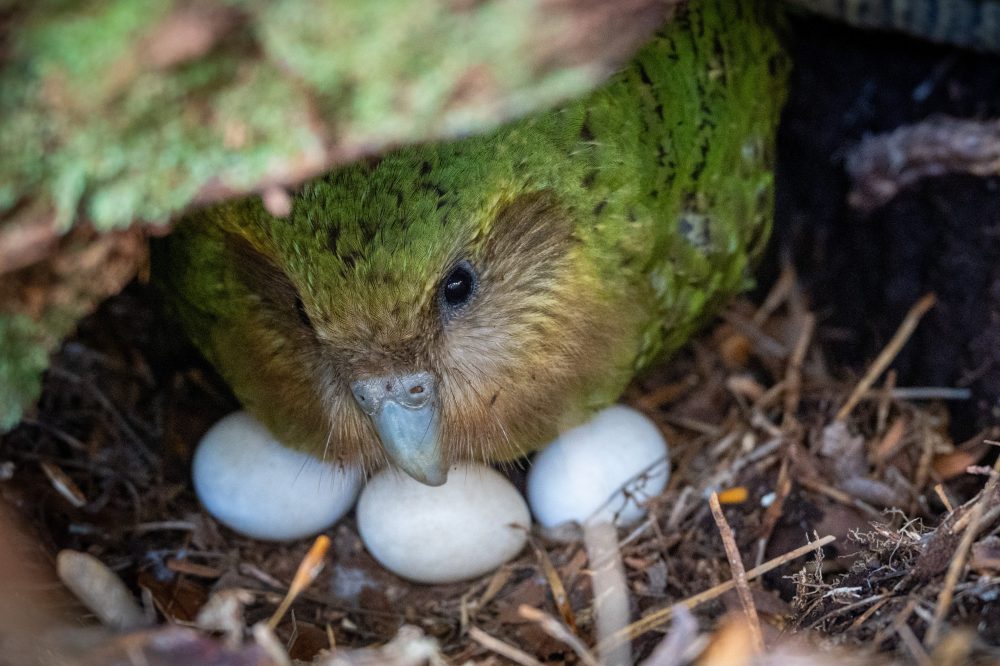 New Zealand’s Unique Flightless Parrot Makes Comeback After Near Extinction