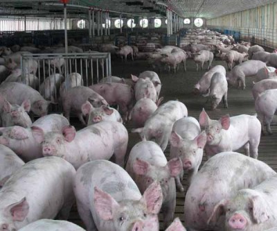 New Asian Trade Deals Could Boost Demand for American Pork Products